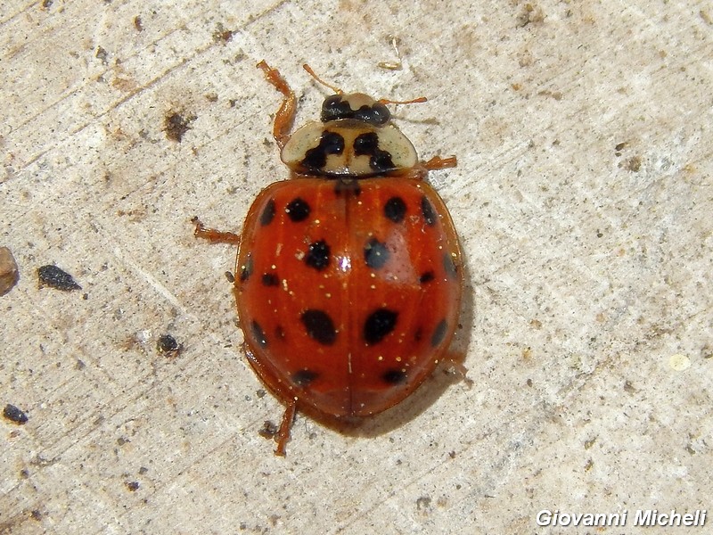 Coccinelle: tutte Harmonia axiridis